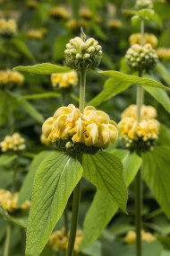 Stock Image: Turkish sage, Phlomis russeliana a flowering plant in the mint family Lamiaceae, native to Turkey, Syria, south west Asia.