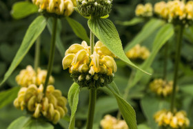 Stock Image: Turkish sage, Phlomis russeliana a flowering plant in the mint family Lamiaceae, native to Turkey, Syria, south west Asia.