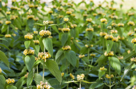 Stock Image: Turkish sage, Phlomis russeliana a flowering plant in the mint family Lamiaceae, native to Turkey, Syria, south west Asia.