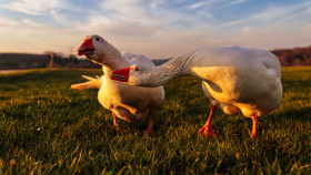 Stock Image: Two angry white geese on a rural landscape