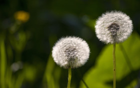 Stock Image: two blowballs green background