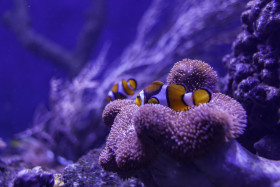 Stock Image: Two Clown fish on a coral