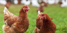 Stock Image: two cute brown hen standing on green grass