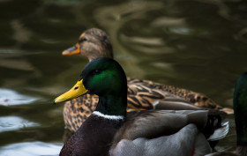 Stock Image: two ducks