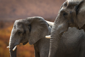 Stock Image: two elephants