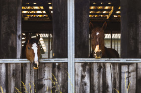 Stock Image: Two horses in their stable
