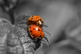 Stock Image: Two ladybugs