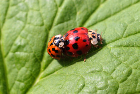 Stock Image: two ladybugs