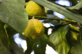 Stock Image: two lemons on the tree