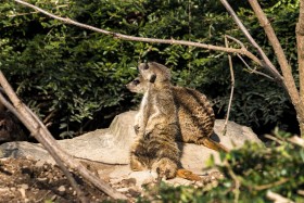 Stock Image: two meerkat guards