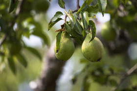 Stock Image: two pears on pear tree