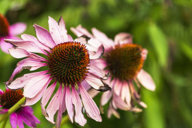 Stock Image: two pink echinaceas