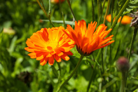 Stock Image: Two pretty marigolds in the summer sun