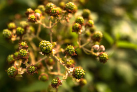 Stock Image: unripe blackberries on blackberry bush