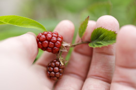 Stock Image: Unripe Blackberry Bunch in a Hand