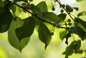 Stock Image: unripe cherries on a branch