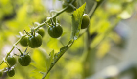 Stock Image: unripe currant tomato plant