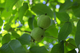 Stock Image: Unripe green apples on a branch