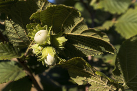 Stock Image: unripe hazelnuts