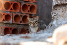 Stock Image: Untamed Solitude: Street Cat in an Abandoned House