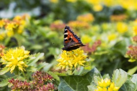 Stock Image: vanessa atalanta butterfly