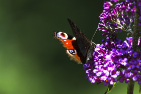 Stock Image: vanessa atalanta butterfly lilac