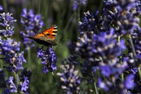 Stock Image: vanessa atalanta butterfly on  lavender