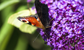 Stock Image: vanessa atalanta butterfly on lilac