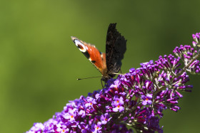 Stock Image: vanessa atalanta butterfly on lilac