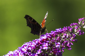Stock Image: vanessa atalanta butterfly on lilac