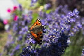 Stock Image: vanessa atalanta butterfly sitting on lavender