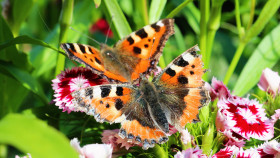 Stock Image: Vanessa cardui, painted lady or cosmopolitan butterfly