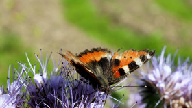 Stock Image: Vanessa cardui, painted lady or cosmopolitan butterfly