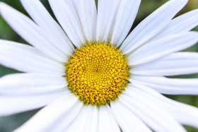 Stock Image: Veautiful white Marguerite daisy Flower Close-Up