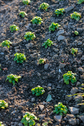 Stock Image: Vegetable gardening