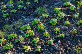 Stock Image: Vegetable gardening