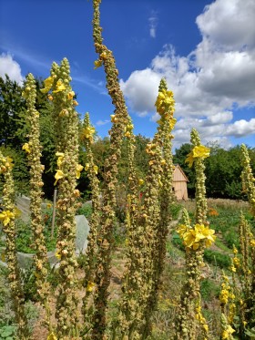 Stock Image: Verbascum thapsus, the great mullein, greater mullein or common mullein