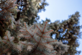 Stock Image: View up to a blue spruce