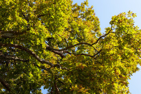 Stock Image: View up to a chestnut tree