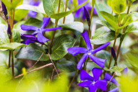 Stock Image: Vinca minor lesser periwinkle ornamental flowers in bloom