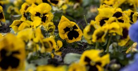 Stock Image: viola flower  field black yellow