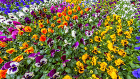 Stock Image: Viola plants for sale at a market place, the violas are placed in trays