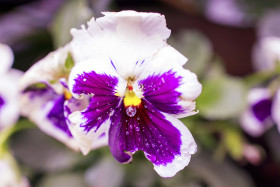 Stock Image: Viola tricolor