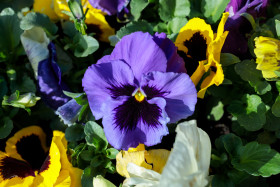 Stock Image: Violet and yellow pansies