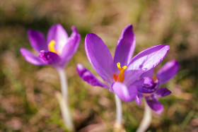 Stock Image: Violet crocus