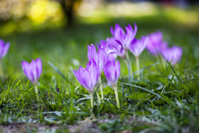 Stock Image: violet crocus flower