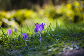 Stock Image: violet crocus flower on a meadow