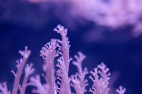 Stock Image: Violet sea anemone