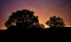 Stock Image: violette sunset behind trees