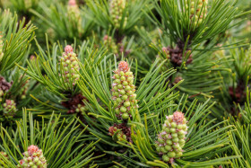 Stock Image: Virginia Pine Cones